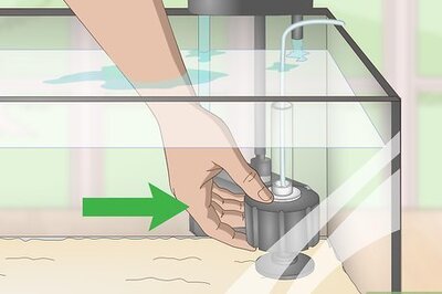 How to Do a Fishless Cycle