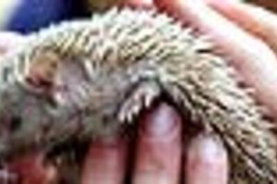 A Kiwi uses a hedgehog in non-lethal assault