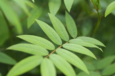 Project One Tree: From Neem to Aloe Vera, 13 Indian Trees That Can Survive Any Weather