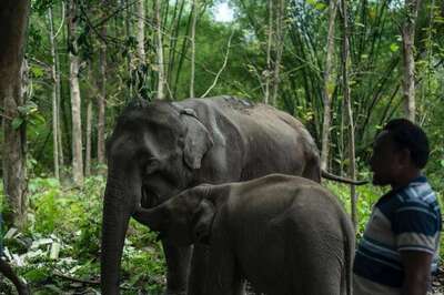 6 Vehicles, 22 Staff Members: How Anant Ambani's Vantara Liberated Ailing Elephant Pratima, Her Calf from Tripura