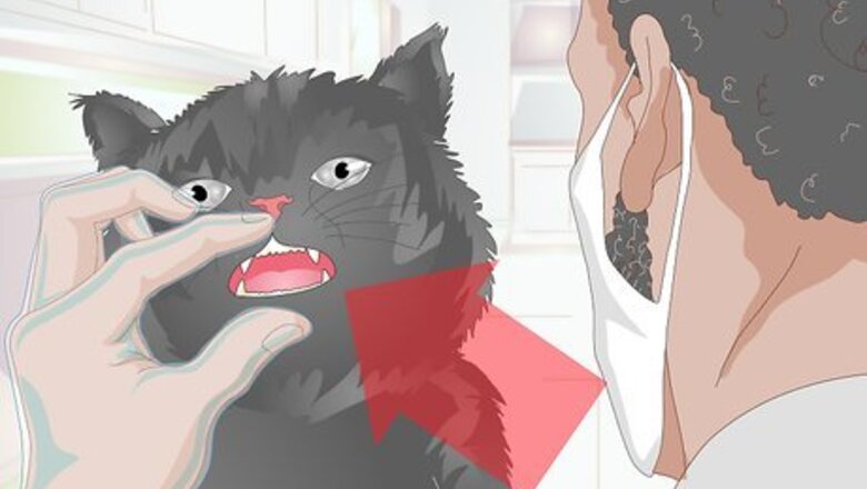 How to Stop Teeth Grinding in Cats