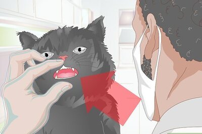 How to Stop Teeth Grinding in Cats