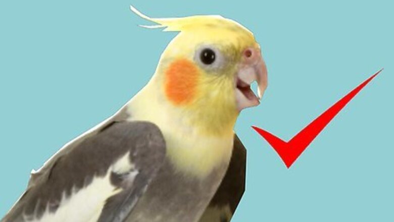 How to Keep a Cockatiel Healthy