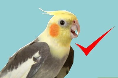 How to Keep a Cockatiel Healthy
