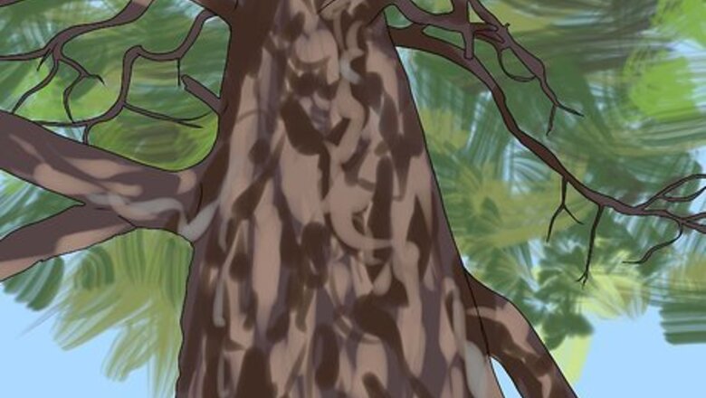 How to Identify Trees