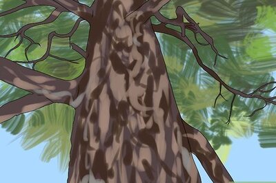 How to Identify Trees