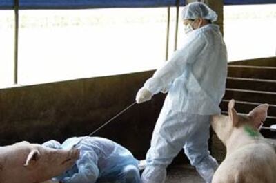 World on high alert as swine flu spreads | FAQs
