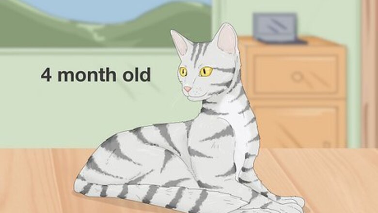 How to Tell If Your Cat Is Pregnant & What to Do Next