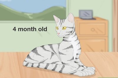 How to Tell If Your Cat Is Pregnant & What to Do Next