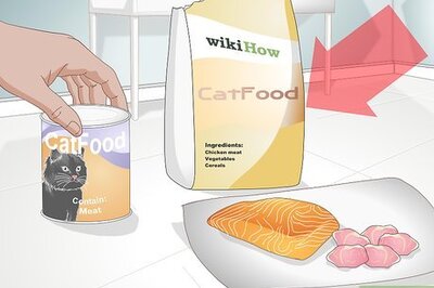 How to Buy Healthy Cat Food