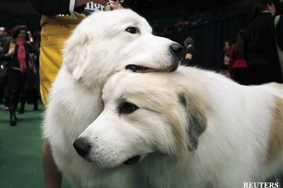 Bangalore's Cubbon 'bark': Dogs are safe here