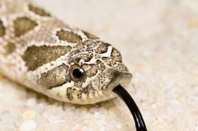 What To Do When A Snake Enters Your Room