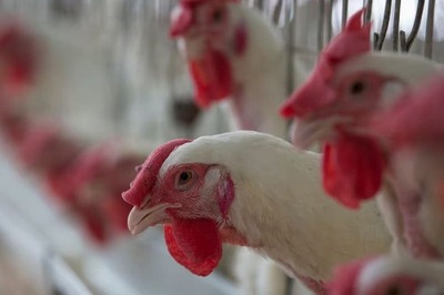 Meet Bihar Farmer Who Earns Rs 8 Lakh Per Annum From Poultry Farm