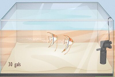 How to Stop Angelfish Bullying