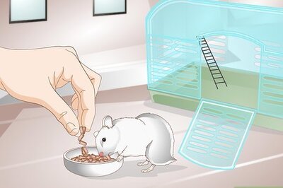 How to Clean a Hamster's Teeth