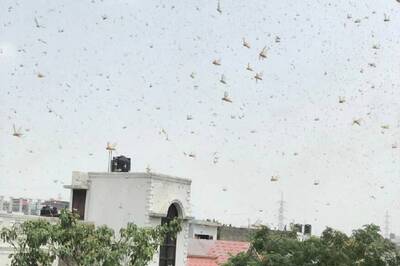 Delhi Airport on High Alert after Locust Swarms Spotted Nearby