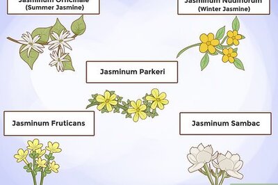 How to Grow Jasmine