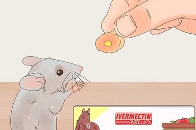 How to Treat External Parasites on Pet Rats