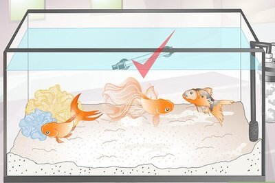 How to Tell if Your Goldfish Is an Adult