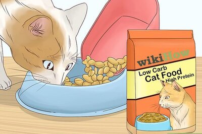 How to Prevent a Diabetic Emergency in Cats