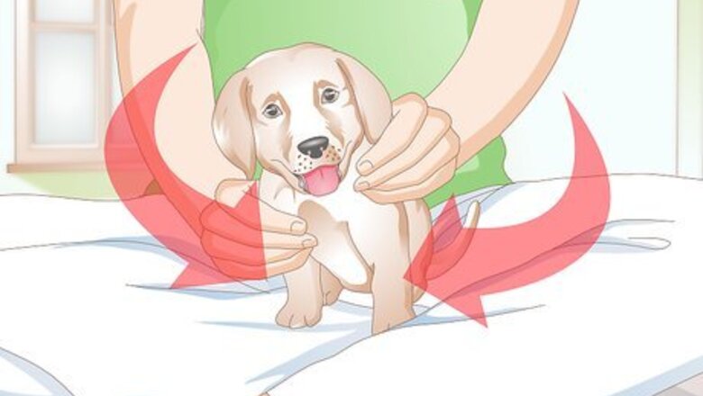 How to Clean Puppy Ears