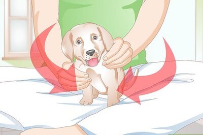 How to Clean Puppy Ears