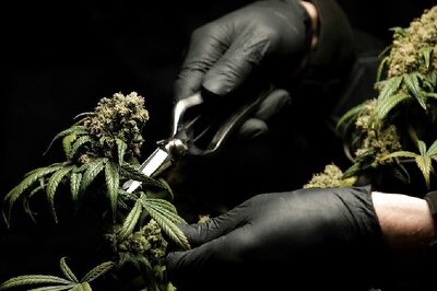 DRI Seizes High Quality Ganja Worth Rs 5 Crore at Mumbai Airport, Arrests Passenger