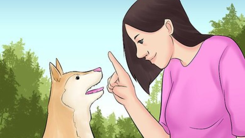 How to Train Teenager Stage Dogs