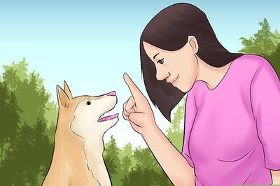 How to Train Teenager Stage Dogs