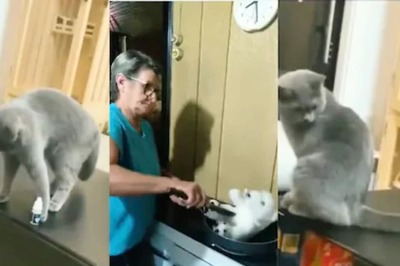 Watch: Cat Tries To Push Object Off The Table, Owner Teaches It A Lesson