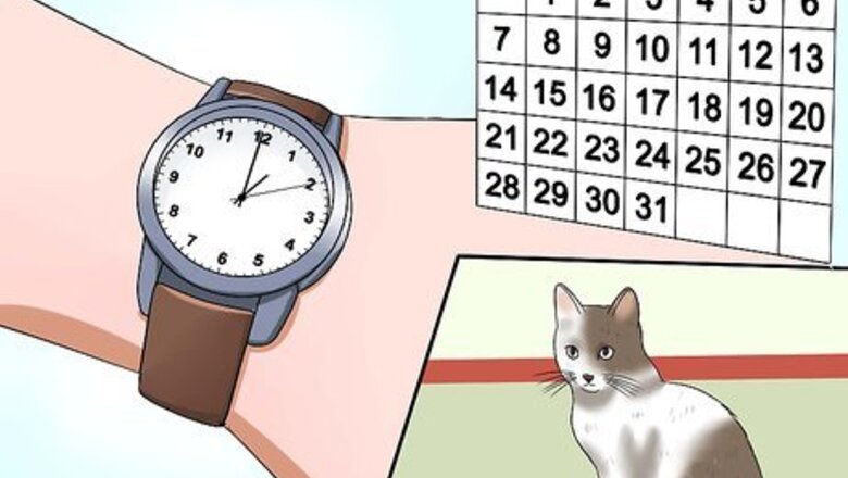 How to Exercise a Cat