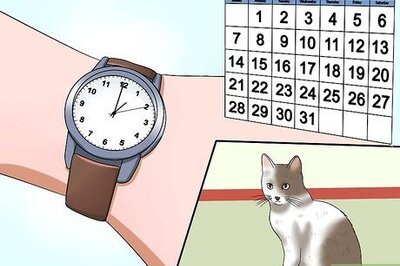 How to Exercise a Cat