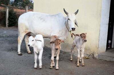 'Gau Mata' Should be Our National Animal, Says Bengal RSS Unit