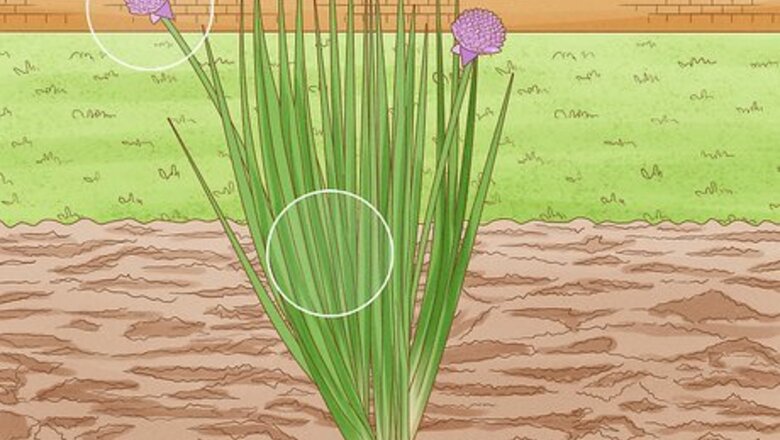 How to Harvest Chives