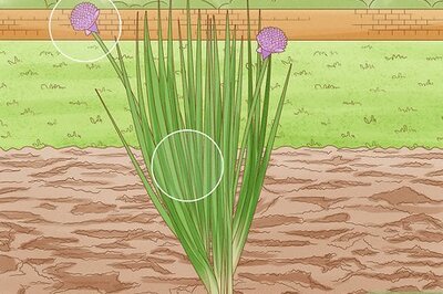 How to Harvest Chives