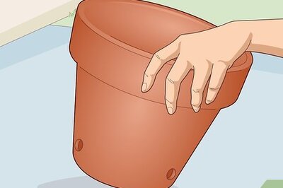 How to Care for a Crown of Thorns