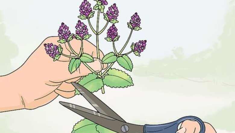 How to Make Catnip Oil