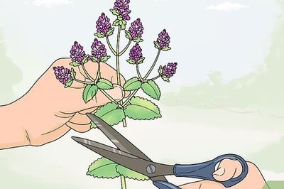 How to Make Catnip Oil