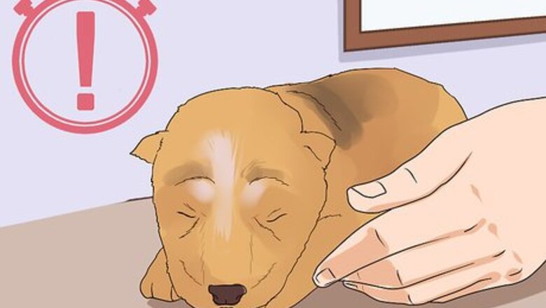 How to Socialize Orphaned Newborn Puppies