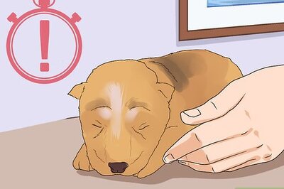 How to Socialize Orphaned Newborn Puppies