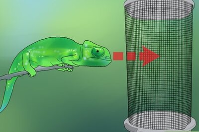 How to Build a Reptile Cage