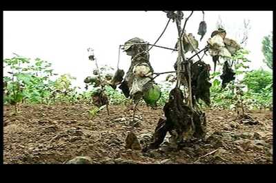 Debt-ridden farmer commits suicide after tractor seized