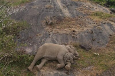 Remember The Rescued Baby Elephant From Tamil Nadu? Its New Photo With Mama Is Trending