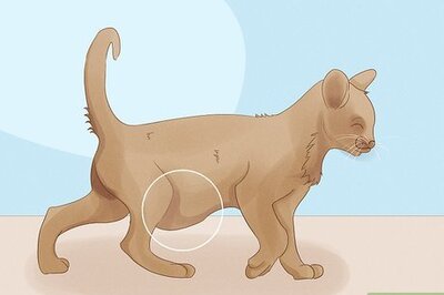 How to Identify Worms in a Cat