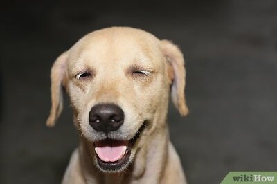 How to Stop a Dog from Jumping