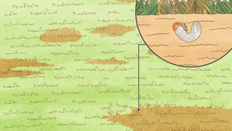 How to Get Rid of Grubs in Your Lawn: Treating and Preventing Them