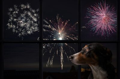 Diwali 2023: 7 Ways to Make Deepavali More Inclusive and Animal-Friendly