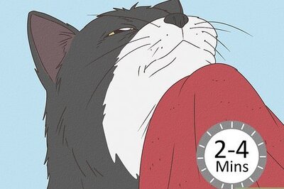 A Complete Guide on Treating Cat Acne