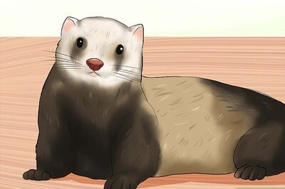 How to Breed a Pet Ferret