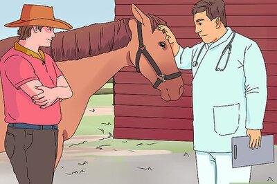 How to Treat Horse Eye Problems
